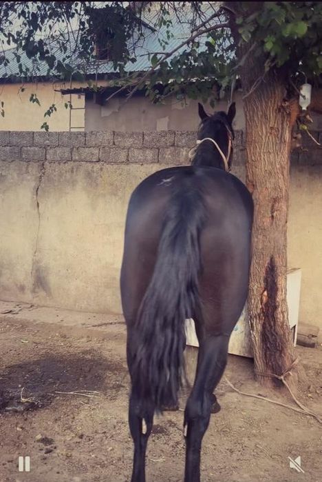 Продаётся лошадь