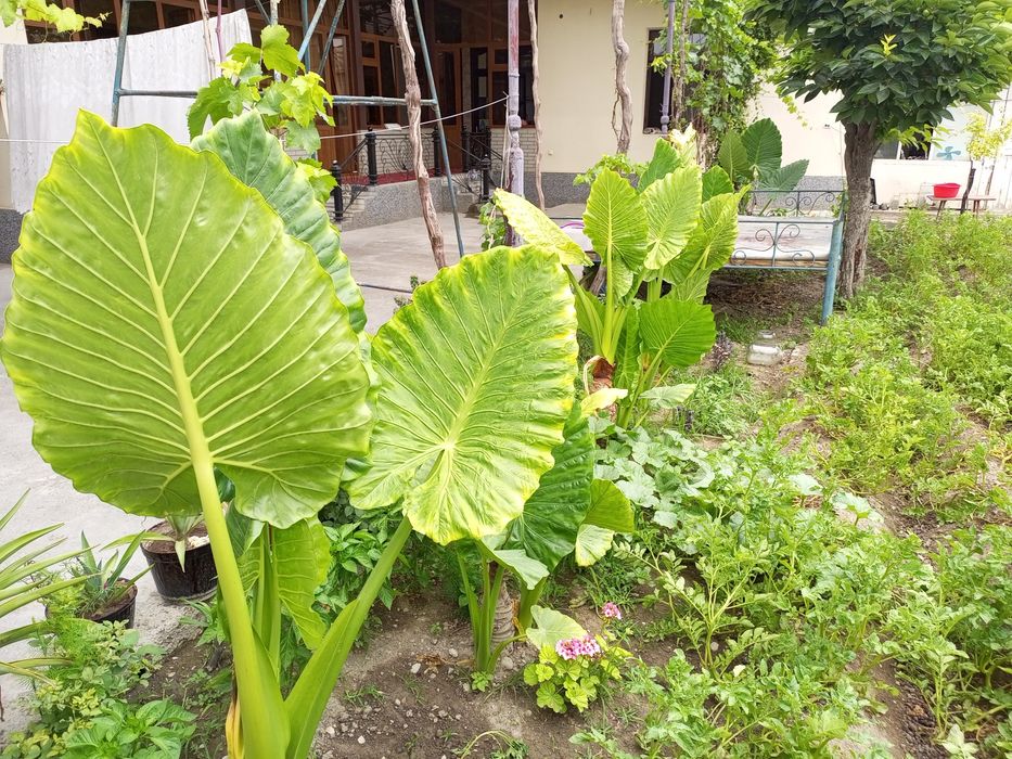 Yirik Alocasia ("Fil qulog'i") O'simliklari