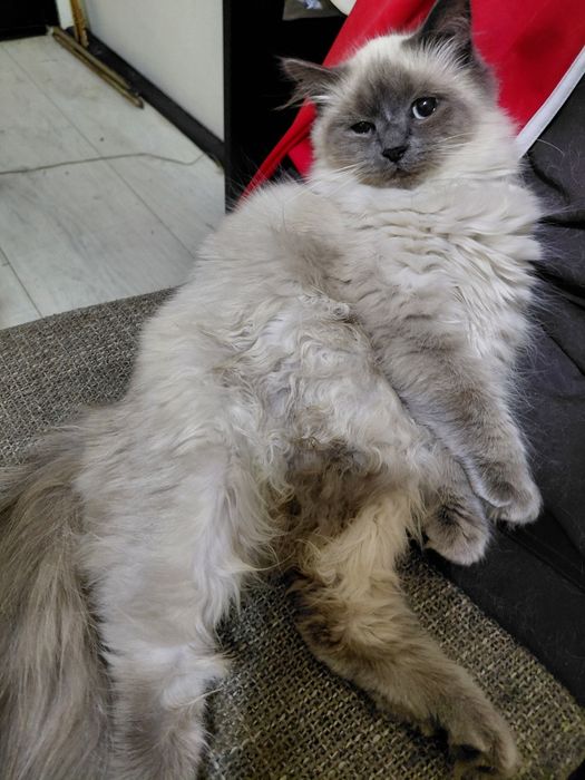 Продавам Регдол котенца ( Regdoll )