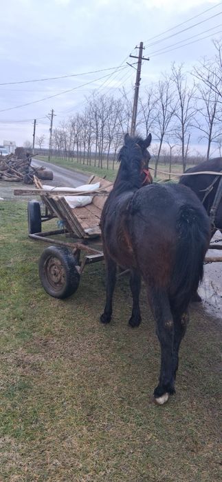 Mânză 10 luni. Preț 8000 lei neg