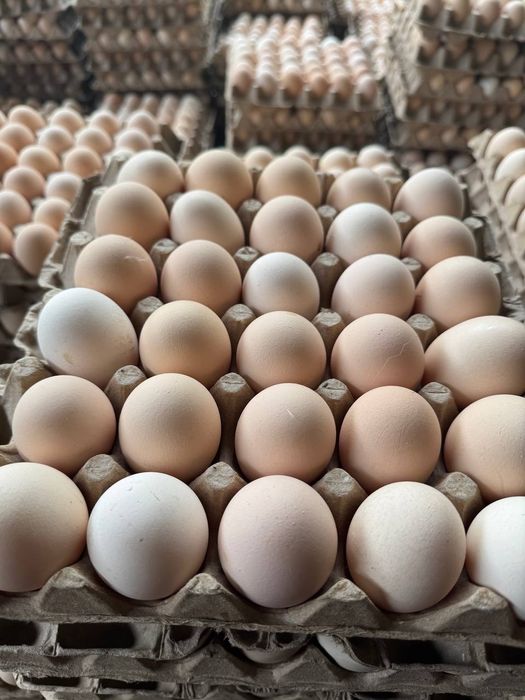 Tuxum optom togri fabrikadan