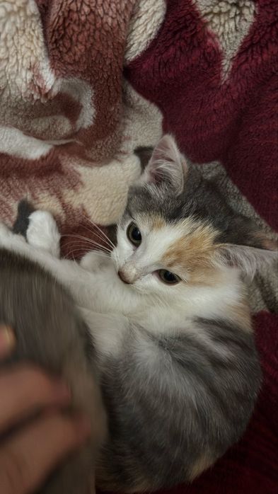 Отдам котят в добрые руки