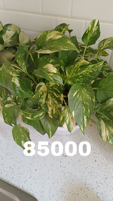 Сциндапсусы в горшках