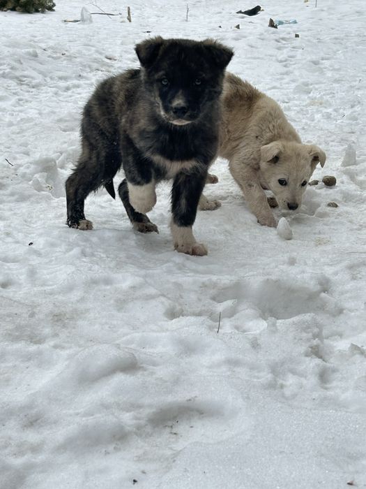 Щенки ищут прекрасных хозяев