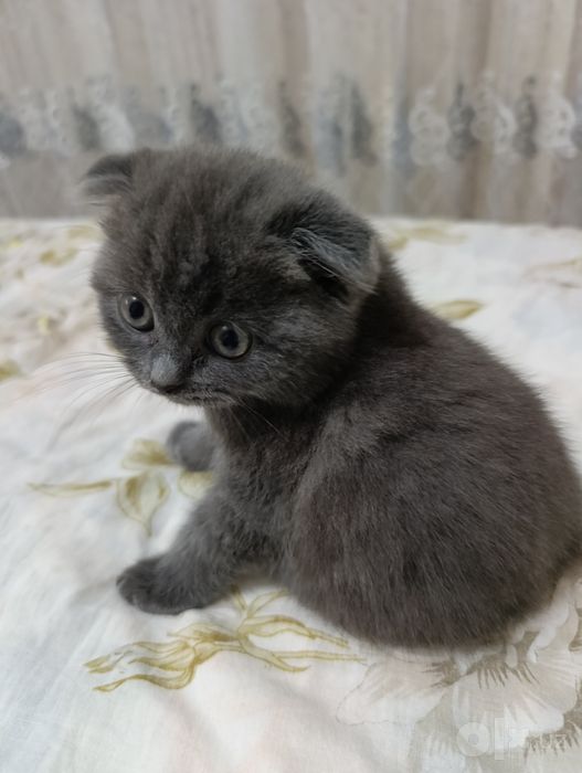 Продаются чистокровные породистые котята