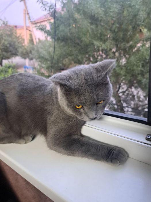 Умный хороший мальчик послушный