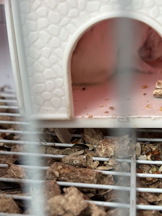 Продам 2 хомяков с клетками