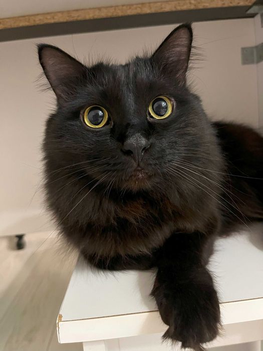 Красивый кот добрым людям!