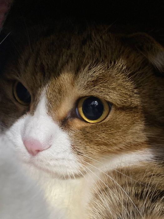 Отдам в хорошие руки кошку