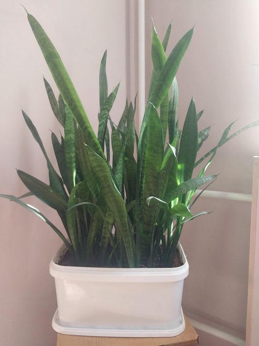 Комнатные цветы срочно