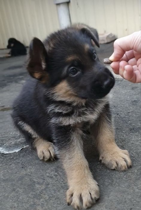 Щенки немца 100% доставка бесплатно