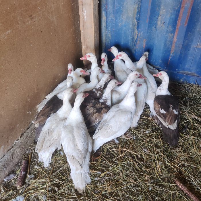 Молодые индоуточки на разведение