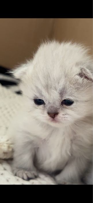 котята вислоухие шотладские