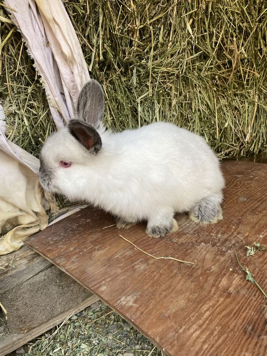 Продам кролика 1месяц