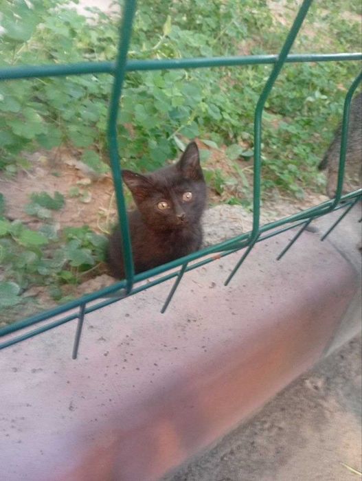 Маленькие котята ищут дом