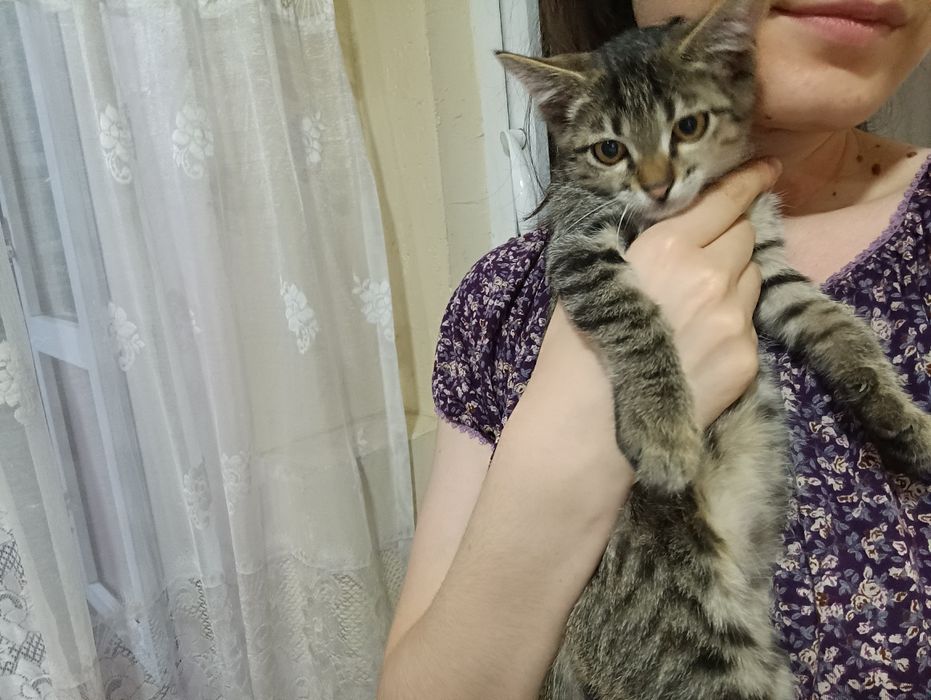 Котёнок мальчик бесплатно