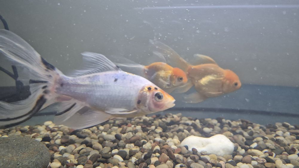 Аквариумные рыбы, комета, красная шапочка