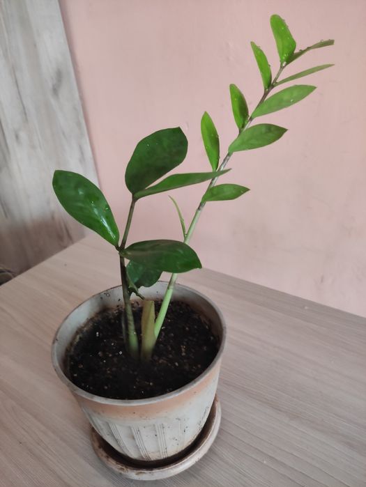 Доллоровое дерево