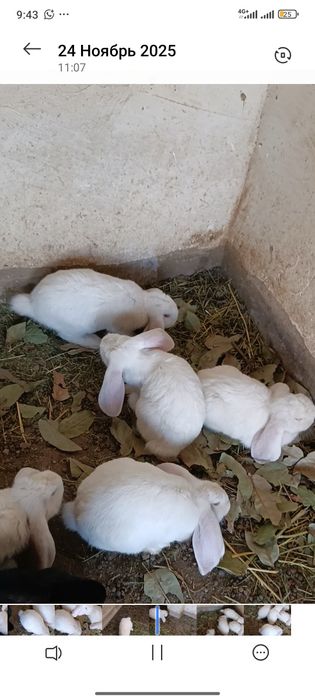 Здравствуйте  Французский баран кролик привозной из россия Албинос бел