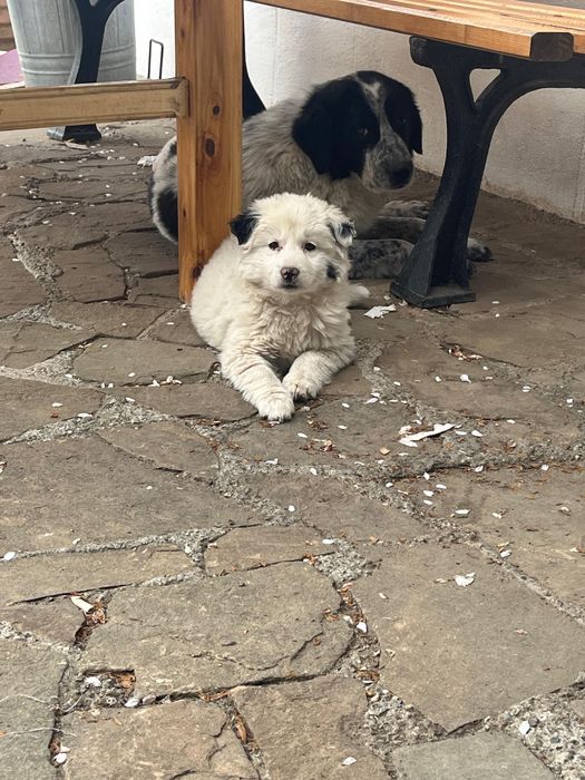Donez cățeluș, are 4 luni, rasă metis