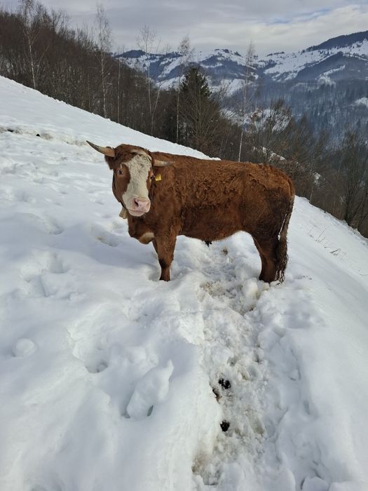 Vând junci 1 an și 6 luni