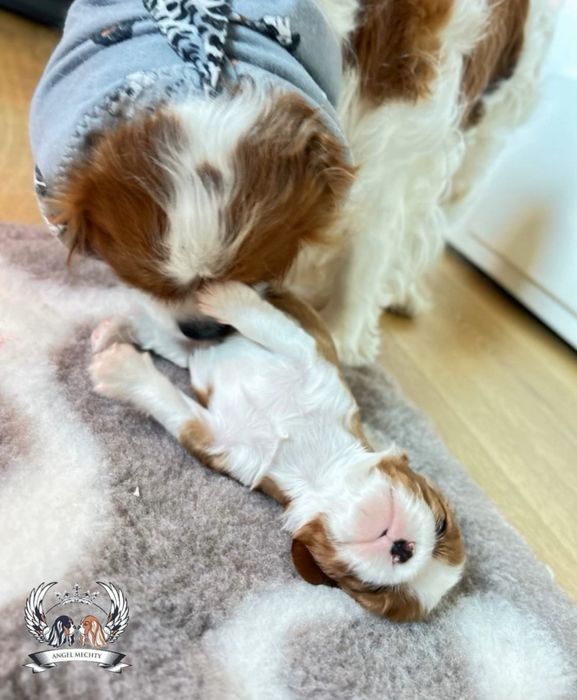 Кавалер Кинг Чарльз Спаниель ранее бронирование