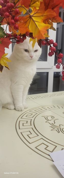 Кот шотландский вислоухий