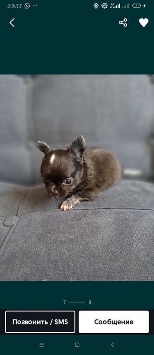 Продам мини чихуахуа