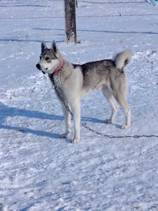 Лайка продается звоните