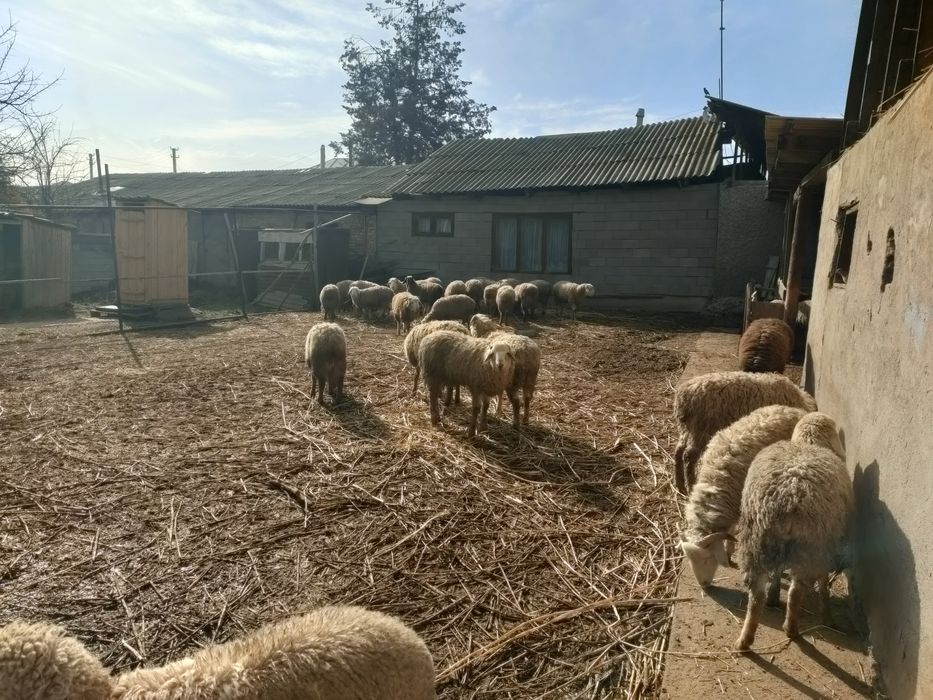 Домашние овцы имеются в продаже