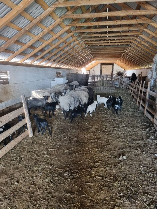 Oi Romanov rasa pura