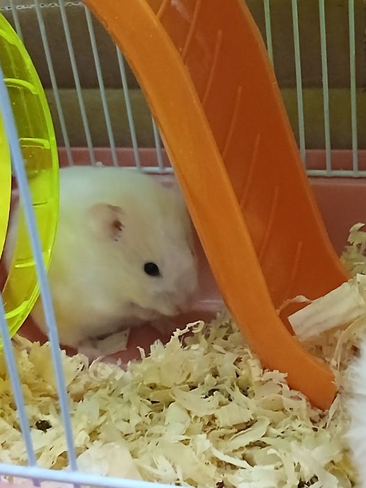 Сирийские хомяки