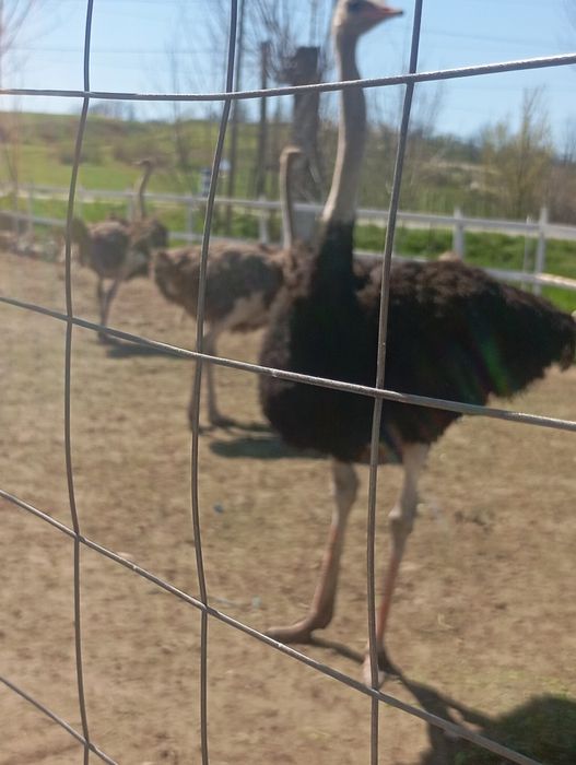 Familie struți Africani vârstă 4 ani, pentru ce-i interesați Nr 0766501987!
