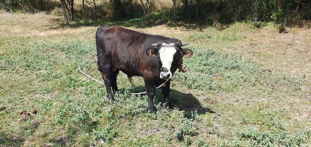 BOVINE - de vanzare vaca si vitel