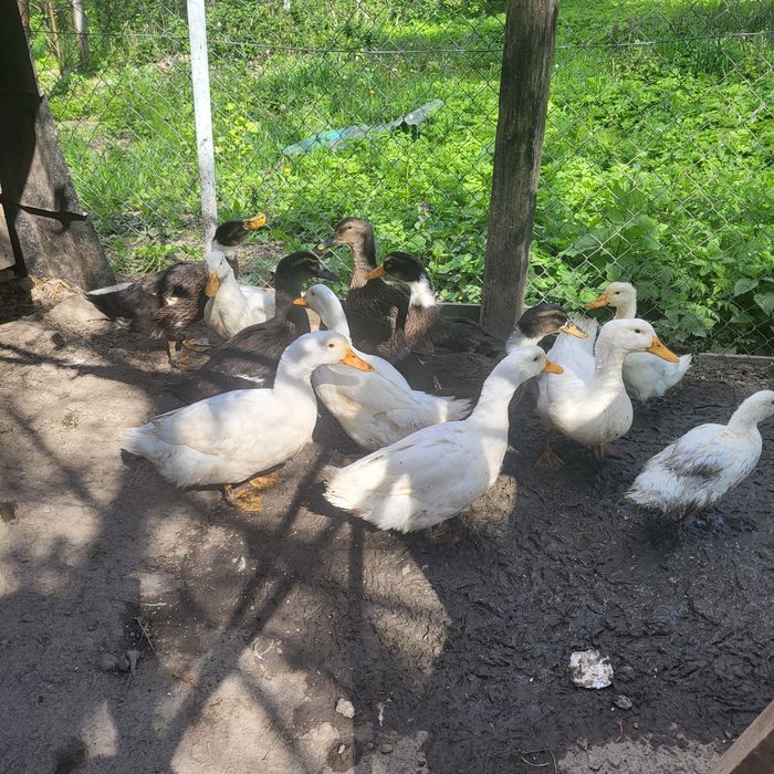 Puișori de rață de diferite vîrste vrea să zbore.