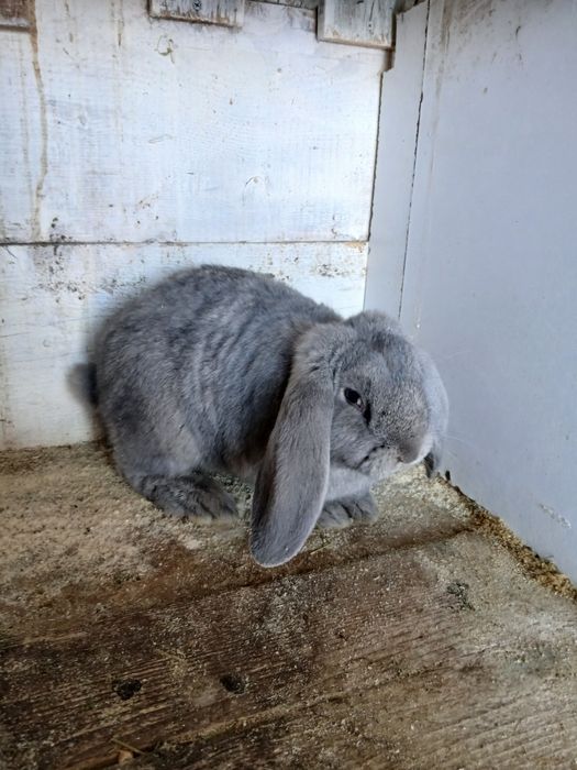 Vând masculi Berbec German!