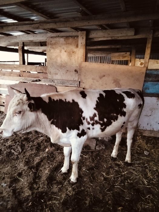 Басбақтар сатылады