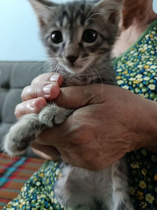 Домашние котята чистые.
