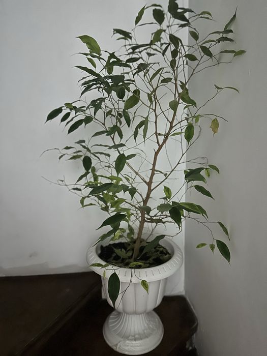 Продам комнатные цветы.