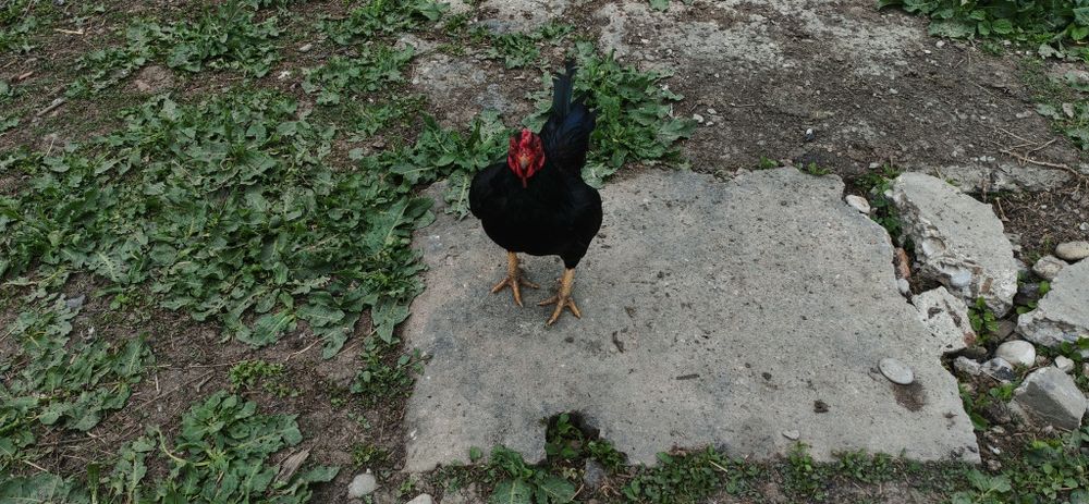 Combatant indian i pitic(bantami)