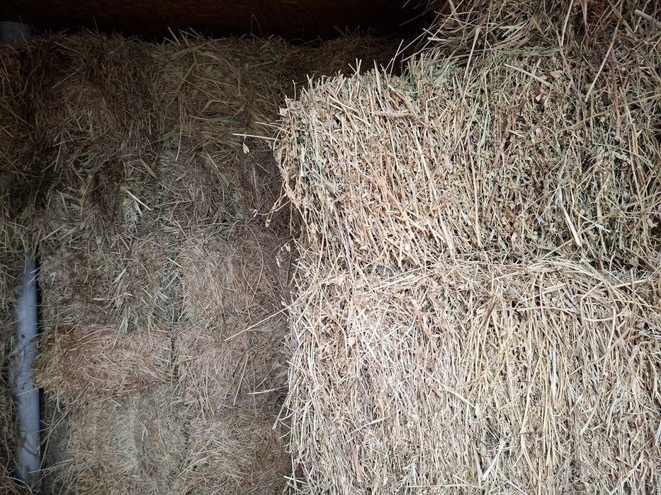 Жоңышқа шөп сатылады