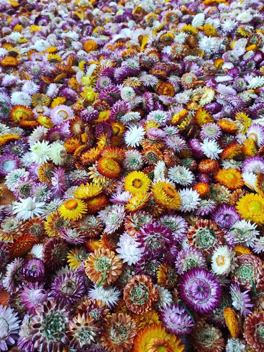 Flori de paie (imortele)