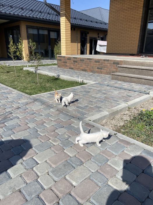 Белоснежные Котёноки девочки