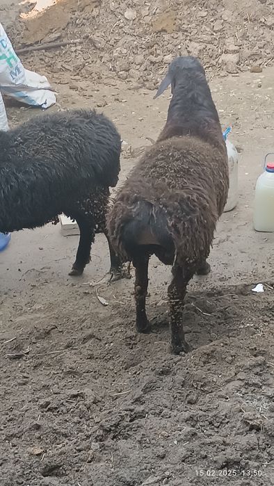 Quchqorlar bor sotiladi