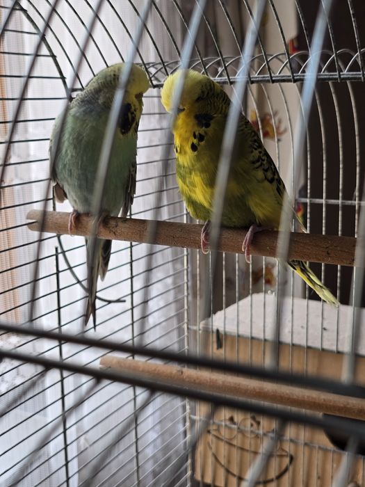 Perusi semi standard