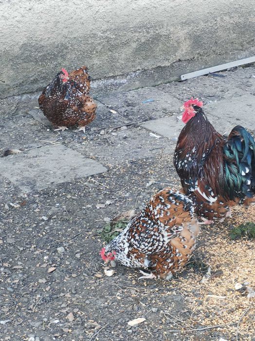 Oua găini orpnigton