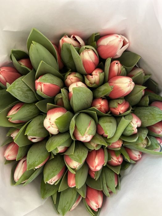 Продам тюльпаны 800т