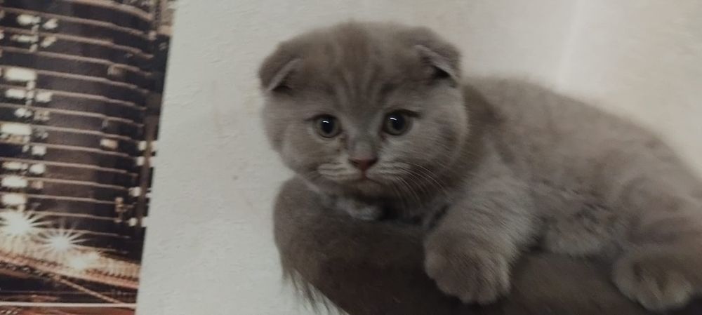 Шотландский котёнок,  вислоухий