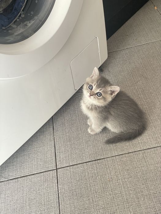 ПОРОДИСТЫЕ КОТЯТА 1 МЕС. скоттиш-фолд скоттиш-страйт, хайленд-страйт