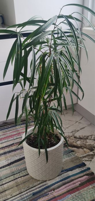 Продаются домашние растения